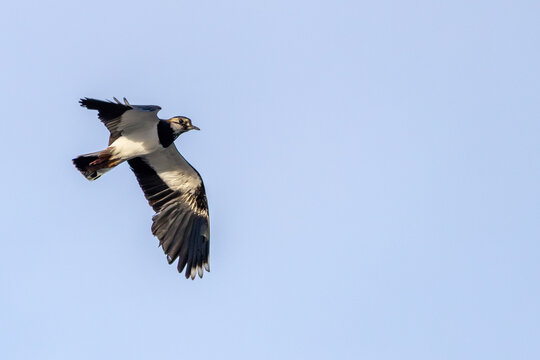 Northern Lapwing in Flight