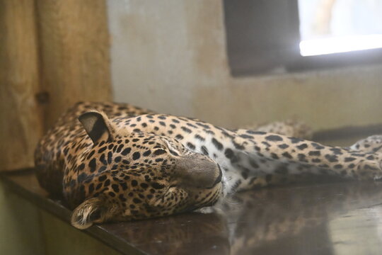 the sri lankan leopard (panthera pardus kotiya) is a leopard subspecies endemic to sri lanka. it inhabits forests, grasslands, dry zones, and mountainous regions across the island. it is a powerful so