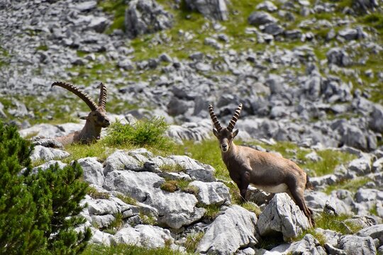 Two alpine ibex bucks resting and standing on a rocky mountain slope