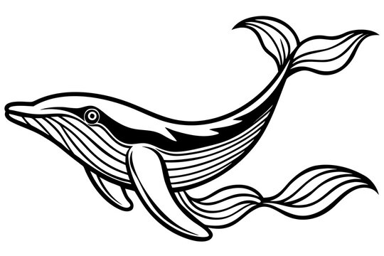 Black and white whale swimming gracefully