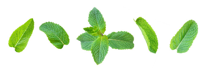 Set of fresh green mint leaves scattered on white background, herbal seasoning, healthy lifestyle. © Olga