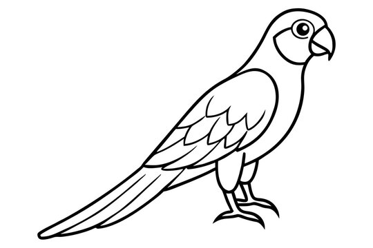 Simple line drawing of a standing parrot