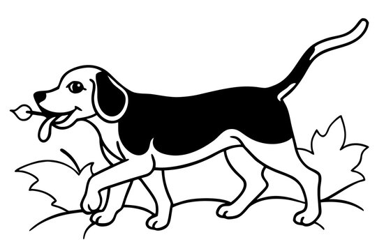 Black and white beagle dog holding leaf in mouth