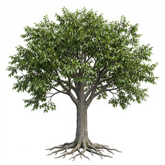 Obraz premium Hackberry tree, mature full tree with broad rounded canopy, rough gray bark, serrated leaves and small dark fruits, exposed visible roots, 11 ratio, isolated on seamless pure white background