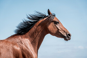 Portrait of a bay horse in profile with flowing mane and glossy coat against a bright clear blue sky © PIC by Femke