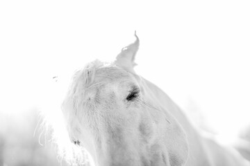High-key black-and-white portrait of a white horse with soft mane and serene expression © PIC by Femke