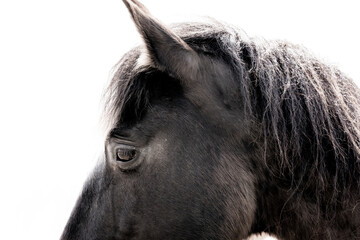 Close-up profile of a black horse head with flowing mane and expressive eye on white background © PIC by Femke