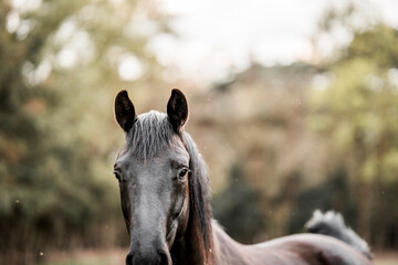 Portrait of a brown horse with flowing mane in a blurred pasture, close-up headshot with calm expression, soft natural light and warm tones © PIC by Femke