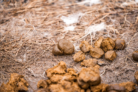 Animal droppings and manure scattered on dry grass and dirt in a rural outdoor close-up