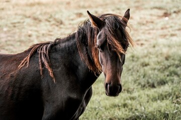 Close-up portrait of a dark brown horse with long shaggy mane and forelock in a sunlit grassy pasture © PIC by Femke