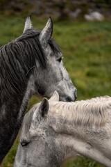 Close-up portrait of two gray and white horses in a grassy pasture, their heads close together showing textured manes and calm companionship © PIC by Femke