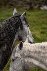 Close-up portrait of two gray horses standing close together in a green pasture, heads and flowing manes visible © PIC by Femke