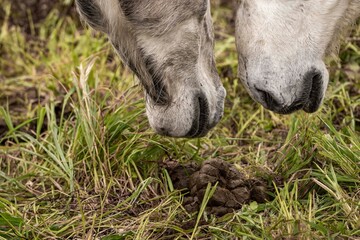 Close-up of two horse muzzles grazing side by side over green grass in a natural pasture © PIC by Femke