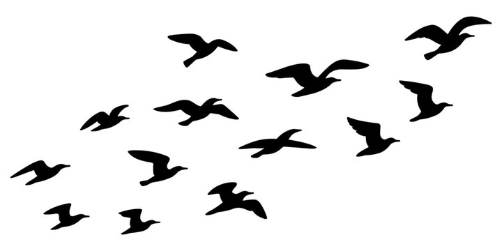 A flock of twelve black bird silhouettes flying in a group formation against a solid white... birds