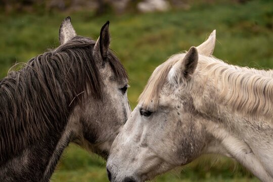 Close-up of two horses nuzzling in a grassy pasture, portrait of a gray horse and a cream horse touching noses