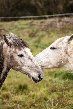 Two grey horses touching noses in a grassy paddock, close-up equine portrait showing companionship and affection