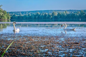 Les étangs de Cergy France © Rabi Mérizak