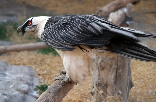 Bearded vulture  with distinctive facial bristles in a mountain habitat
