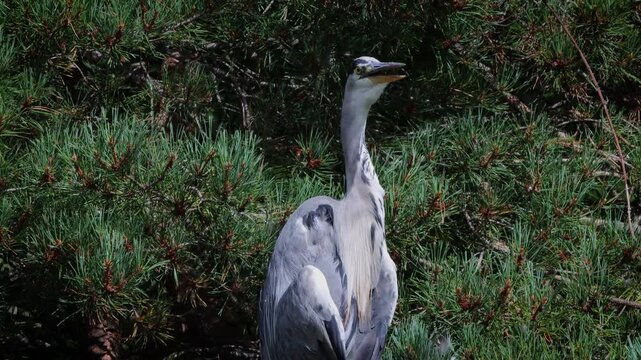 a grey heron using gular flutter to cool down on a hot day