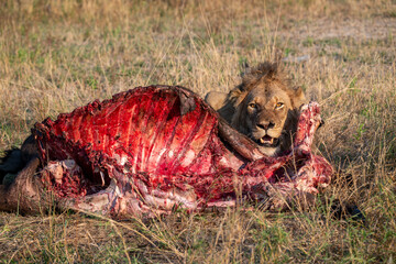 Lion with Wildebeest kill in South Africa © Edward F Ponikwia