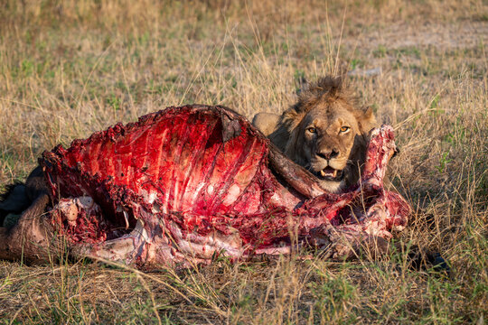 Lion with Wildebeest kill in South Africa