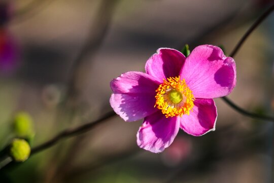 rosa Bl&uuml;te einer Herbstanemone