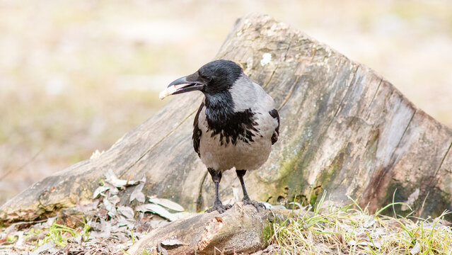 crow on the ground