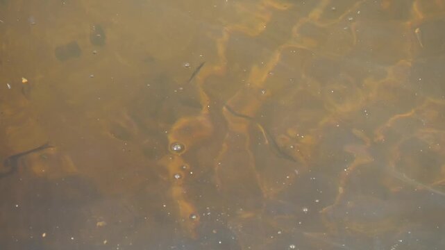 feeding fish in lake water