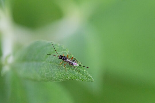 Black Flying Garden Ant with Stinger