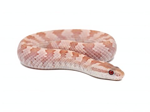 Close-up of pink corn snake coiled on white background for pet or wildlife photography