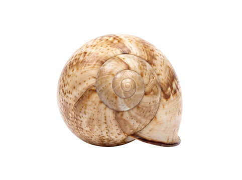 Spiral sea shell isolated on transparent background, polished gastropod shell showing natural spiral pattern and subtle brown speckled texture