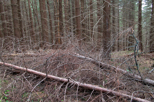 Fallen dry pine tree branches lying on the ground in a dense mountain spruce forest
