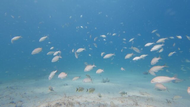school of fish swimming in ocean with coral reef