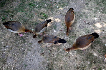 Nilgänse suchen Futter auf trockenem Boden © christiane65