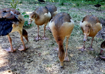 Nilgänse suchen Futter auf trockenem Boden © christiane65