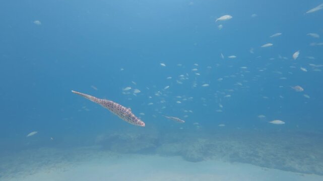 school of fish swimming in ocean with coral reef