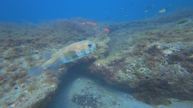 pufferfish swimming in ocean