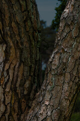 Fototapeta premium Close-Up of Two Tree Trunks with Textured Bark