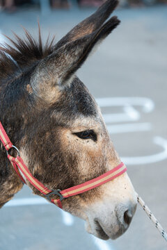 Close up profile shot of donkey head wearing pink halter with lead rope