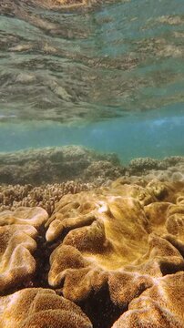 Smooth underwater movement gliding over soft corals, with gentle waves at the surface and sunlight filtering through the clear tropical water.