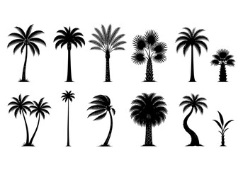 Naklejka premium Palm trees black silhouette set collection of tropical plants vector