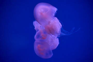 Close up of moon jellyfish floating in blue aquarium water © Anna Baranova