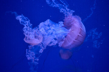 Large jellyfish with flowing tentacles glowing in blue aquarium water © Anna Baranova