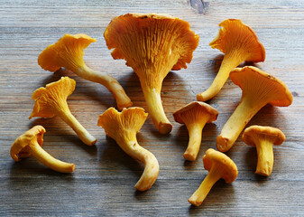 A group of fresh golden chanterelle mushrooms arranged on a rustic wooden surface © Mikhail Olykainen