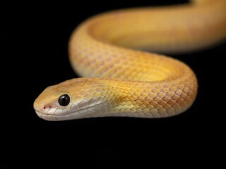Fototapeta premium Close-up golden sand boa snake coiled on black background for wildlife photography