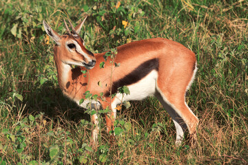 Female Impalas © ivanmateev