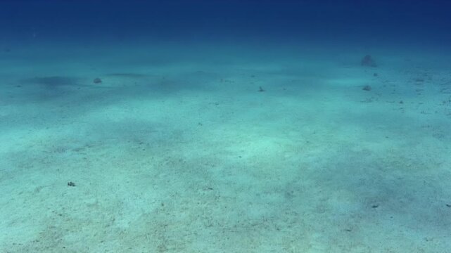 The underwater environment in a clear blue setting. The bottom shows sand with some marine creatures moving around. The footage demonstrates interactions among various species.