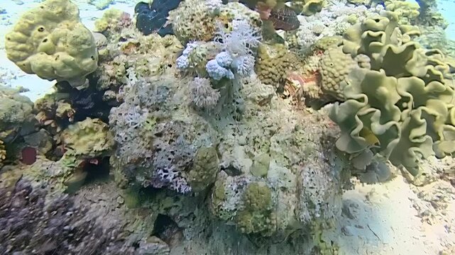 Diverse soft corals and hard coral formations thrive in shallow water.