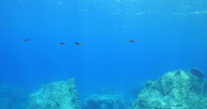 calamar scenery underwater with sun beams and sun rays swim  cephalopod loligo vulgaris
