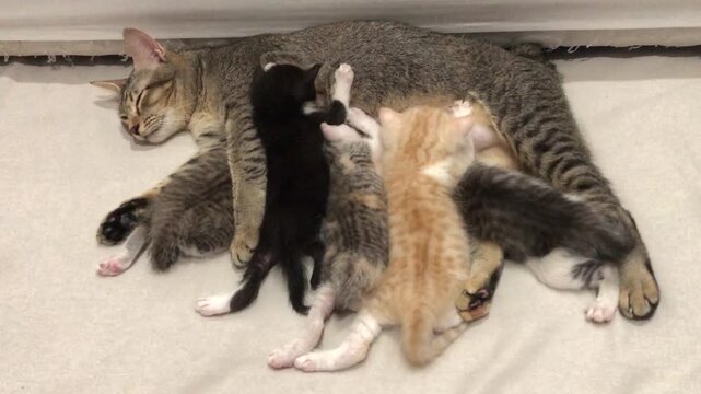 A mother cat nursing her small group of newborn kittens.